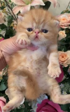 エキゾチックショートヘア【徳島県・男の子・2020年8月13日・レッドタビー】の写真「甘い垂れ目の男の子」