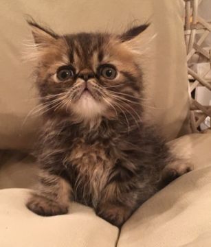 エキゾチックショートヘア【徳島県・男の子・2018年5月10日・ブラウンタビー（ロング）】の写真「甘い〜お顔の男の子   サマーセール😍」