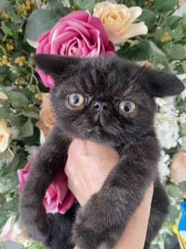 エキゾチックショートヘア【徳島県・男の子・2021年6月16日・ブラック（ショート）】の写真「小ぶりですが、元気いっぱい。甘えん坊」