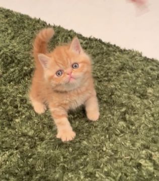 エキゾチックショートヘア【徳島県・男の子・2019年3月18日・レッドタビー（ショート）】の写真「丸々お顔の男の子」