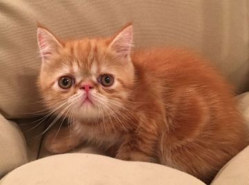 エキゾチックショートヘア【徳島県・男の子・2018年5月15日・レッドタビー（ショート）】の写真「甘い〜お顔の男の子   サマーセール😍」