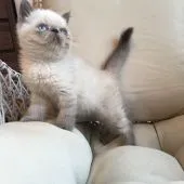 エキゾチックショートヘア【徳島県・男の子・2016年5月16日・ブルーポイント】の写真4