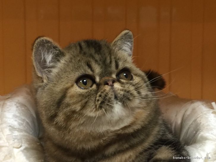 マーブルCFA GC,RW  2017-2015 19th Cat 16th Kitten｜田中　和子(たなか　かずこ)ブリーダー(京都府・エキゾチックショートヘアなど・サン京都キャットクラブ登録)の紹介写真3
