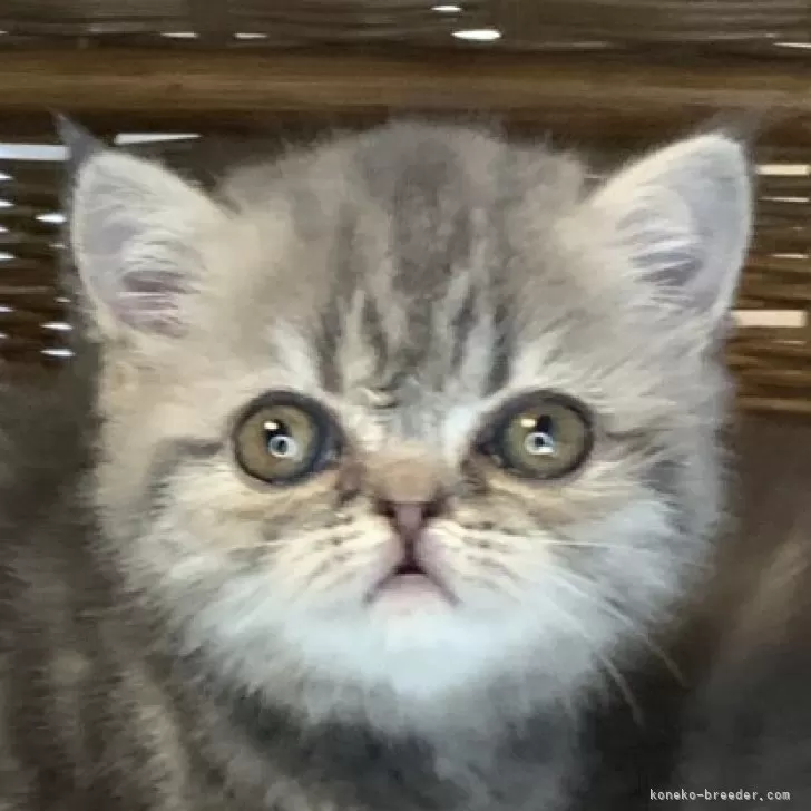 ID:2404-01739の子猫