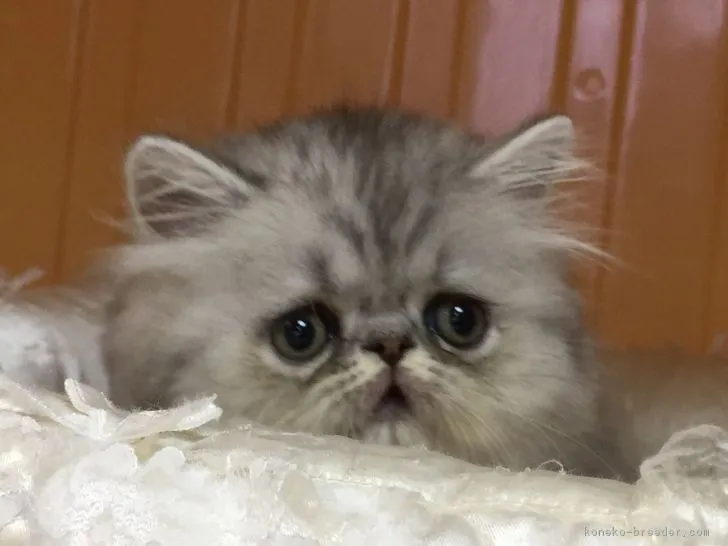 ID:1706-01112の子猫