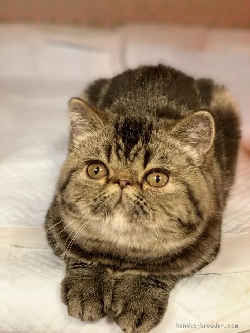 つなで 様のお迎えした子猫