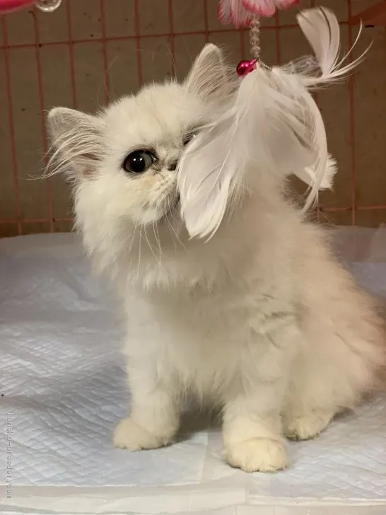 ID：1907-01391の子猫