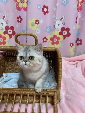 エキゾチックショートヘア【京都府・女の子・2019年11月15日・シェーデッドシルバー】の写真「大きな目が魅力的」