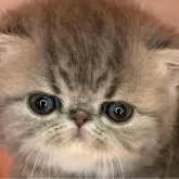 エキゾチックショートヘア【京都府・女の子・2024年1月13日・ブルークラッシックタビー】の写真1