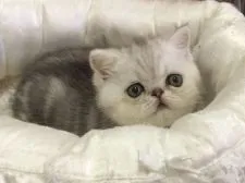 エキゾチックショートヘア【京都府・男の子・2016年4月2日・シルルバータビー】の写真1「写真は生後49日目です。」