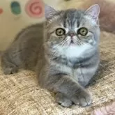 エキゾチックショートヘア【京都府・女の子・2024年1月13日・ブルークラッシックタビー】の写真2「写真更新しました」