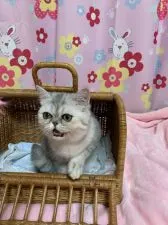 エキゾチックショートヘア【京都府・女の子・2019年11月15日・シェーデッドシルバー】の写真2「R2.3.18撮影」