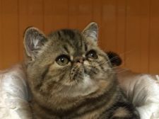 エキゾチックショートヘア【・男の子・2016年10月17日・ブラウンタビー】「10カ月頃。甘い顔優しい顔です。」