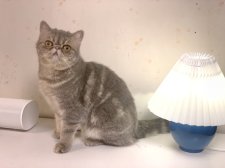 エキゾチックショートヘア【・女の子・2024年1月13日・ブルークラッシックタビー】