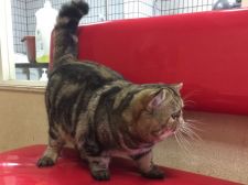 エキゾチックショートヘア【・男の子・2016年10月17日・ブラウンタビー】「とても胴も短くまんまるボディです。」