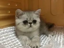 エキゾチックショートヘア【京都府・男の子・2017年4月30日・シェーデットシルバー】の写真3