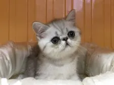 エキゾチックショートヘア【京都府・男の子・2017年4月30日・シェーデットシルバー】の写真4