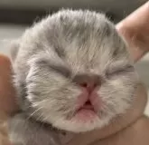 エキゾチックショートヘア【京都府・女の子・2024年1月13日・ブルークラッシックタビー】の写真4「生後4日目」