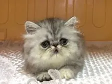 エキゾチックショートヘア【京都府・男の子・2017年4月30日・シェーデットシルバー(ロング)】の写真4