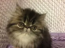 エキゾチックショートヘア【京都府・女の子・2018年2月15日・ブラウンマッカレルタビー(ロングヘアー)】の写真5「4月26日」