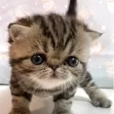 エキゾチックショートヘア