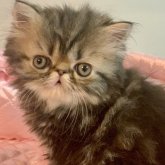 エキゾチックロングヘア