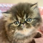 エキゾチックロングヘア