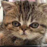 エキゾチックショートヘア【京都府・男の子・2025年7月14日・ブラウンクラッシックタビー】の写真4「ご飯食べて少し眠い💤」