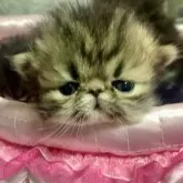 エキゾチックロングヘア【京都府・男の子・2025年8月11日・ブラウンクラッシックタビー】の写真6