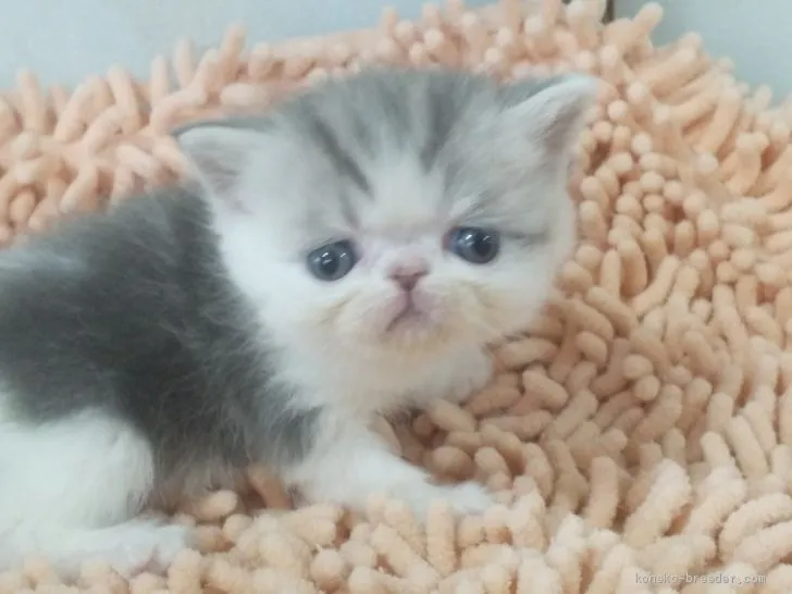 ID：2103-00276の子猫