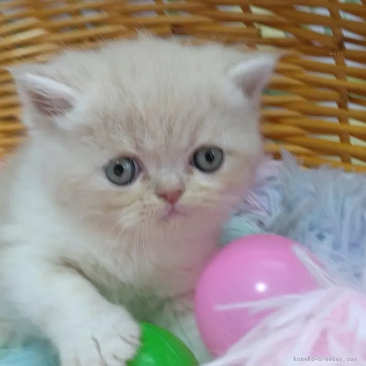 ID:2410-03185の子猫