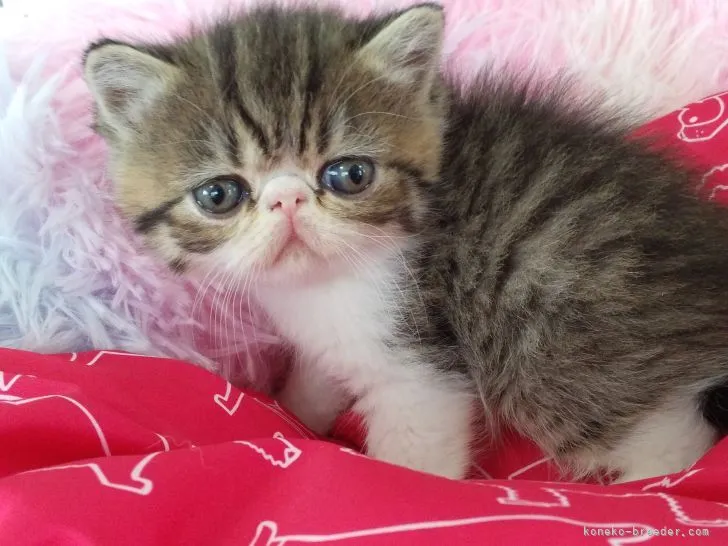 ID：2204-02390の子猫