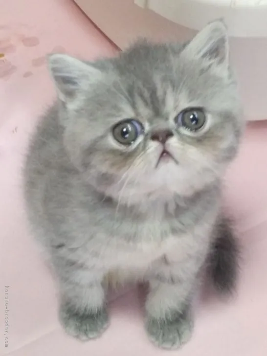 ID：2108-02466の子猫
