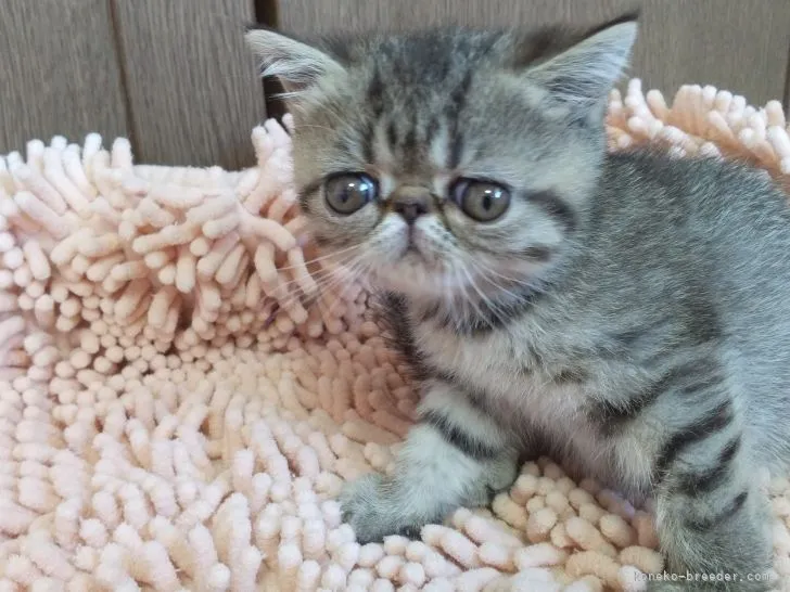 ID:2112-01579の子猫