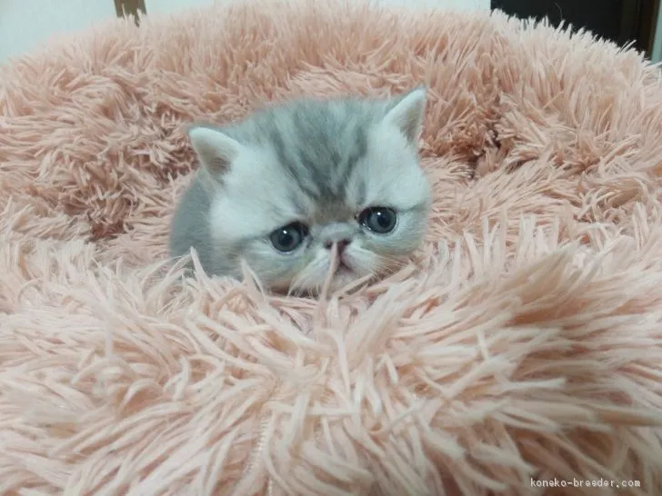 お豆腐 様のお迎えした子猫