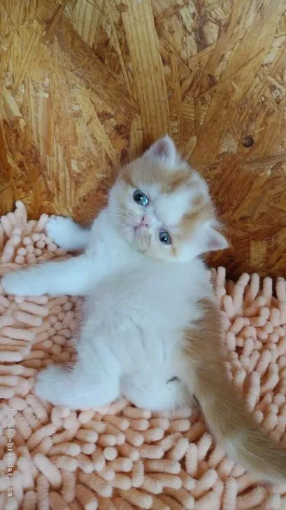 ID：1808-00715の子猫