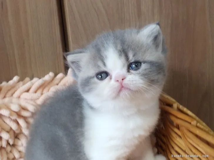 ID：2104-00714の子猫