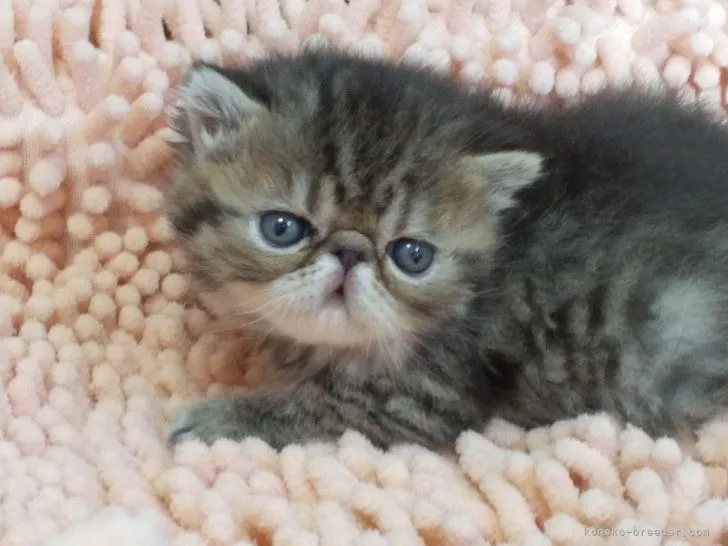 ID:2112-00357の子猫