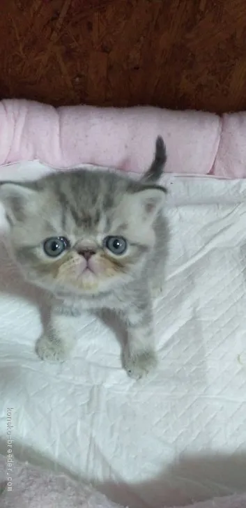 ID：2010-01523の子猫