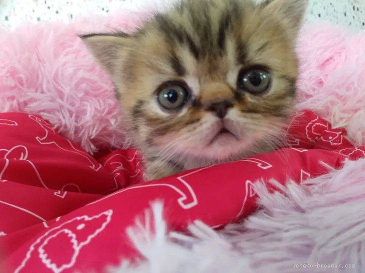 ID:2204-02393の子猫