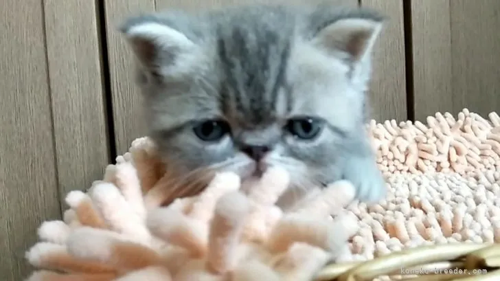 ID：2107-00383の子猫