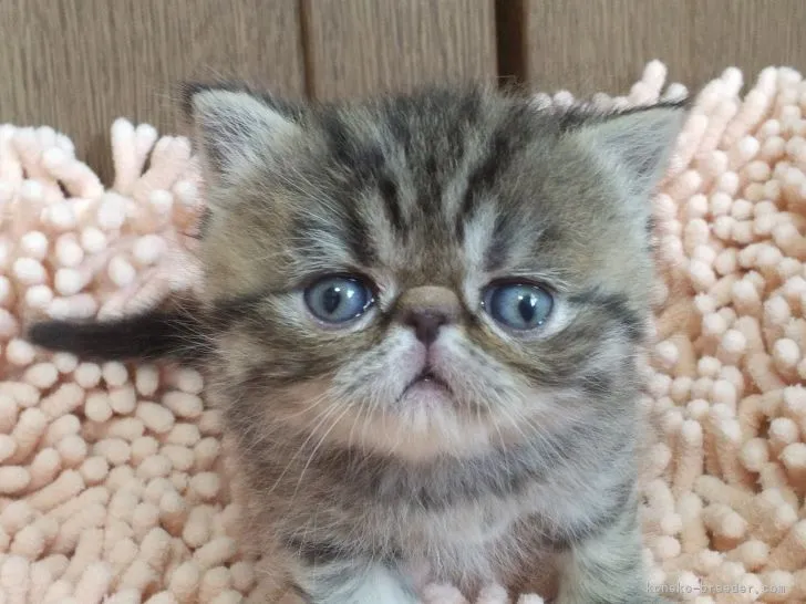 ID：2201-01101の子猫