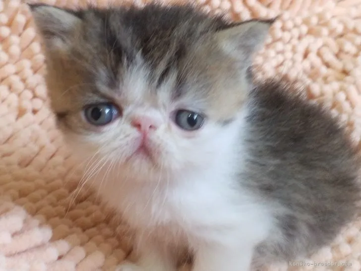 ID：2201-01103の子猫