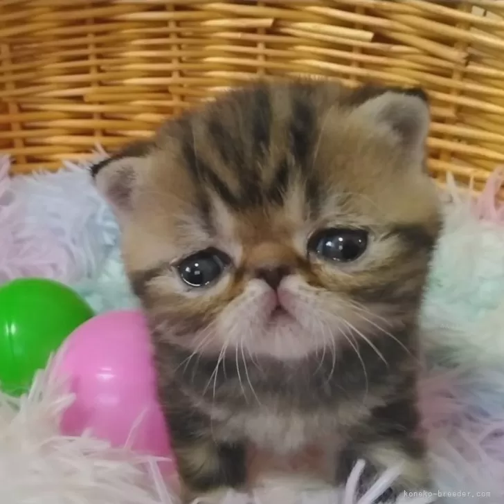 ID：2312-02787の子猫