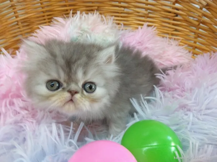 たか 様のお迎えした子猫