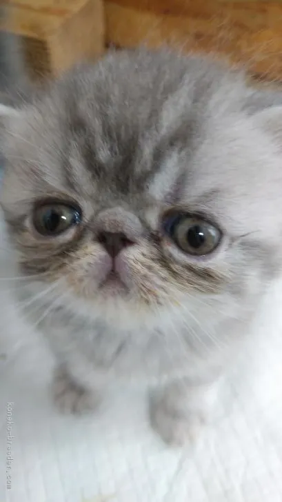 ID：1902-01041の子猫