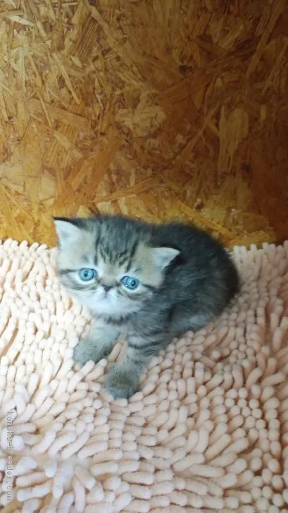 ID：1904-00024の子猫