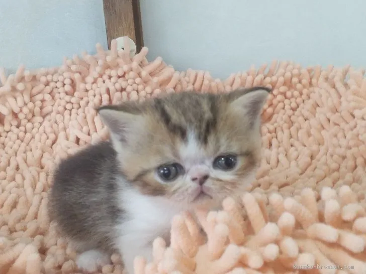 ID：2103-00278の子猫