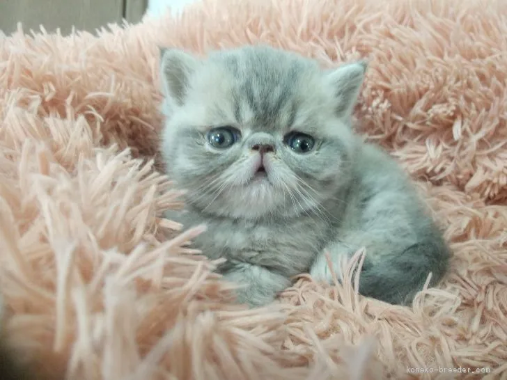 ひろみ 様のお迎えした子猫
