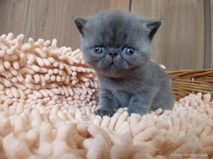 ID：2104-00715の子猫